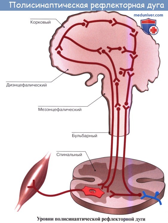Анатомия: Рефлекторная дуга. Рецептор, кондуктор и эфферентный нейрон