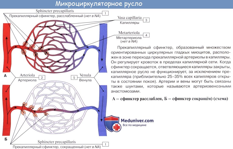 Анатомия: Схема кровообращения. Микроциркуляция. Микроциркуляторное русло