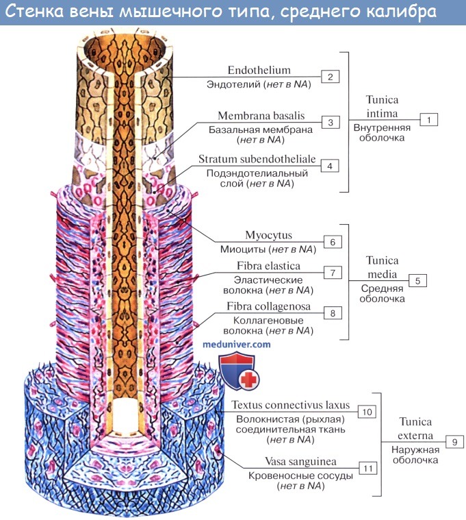 Анатомия: Кровеносная система. Артерии. Стенка артерий. Капилляры. Вены