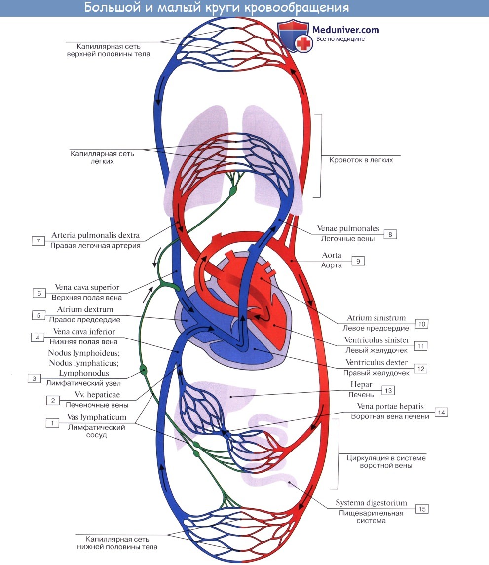 Анатомия: Малый круг кровообращения