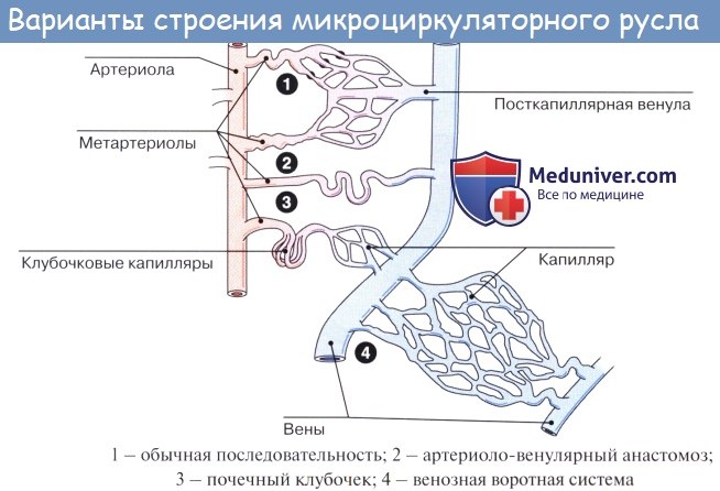 Анатомия: Схема кровообращения. Микроциркуляция. Микроциркуляторное русло