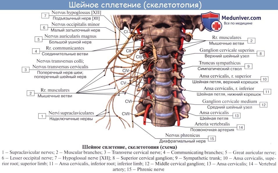 Внутренняя вена латынь. Шейный отдел позвоночника шейный отдел позвоночника анатомия. Иннервация шейного отдела позвоночника анатомия. Шейное сплетение анатомия мышечные ветви. Шейная петля нерв.