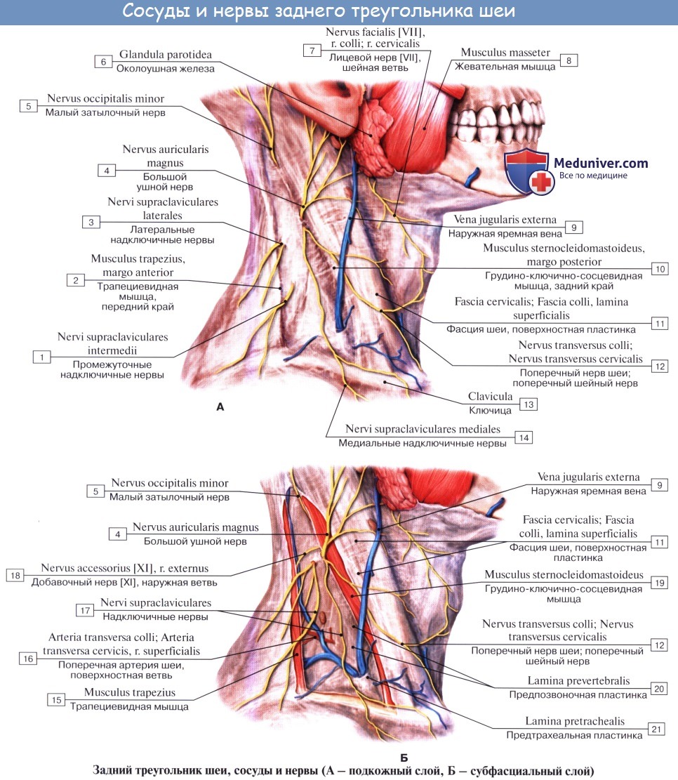 Анатомия: Шейное сплетение, plexus cervicalis и его ветви