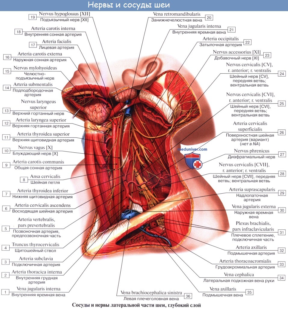 Анатомия: Шейное сплетение, plexus cervicalis и его ветви