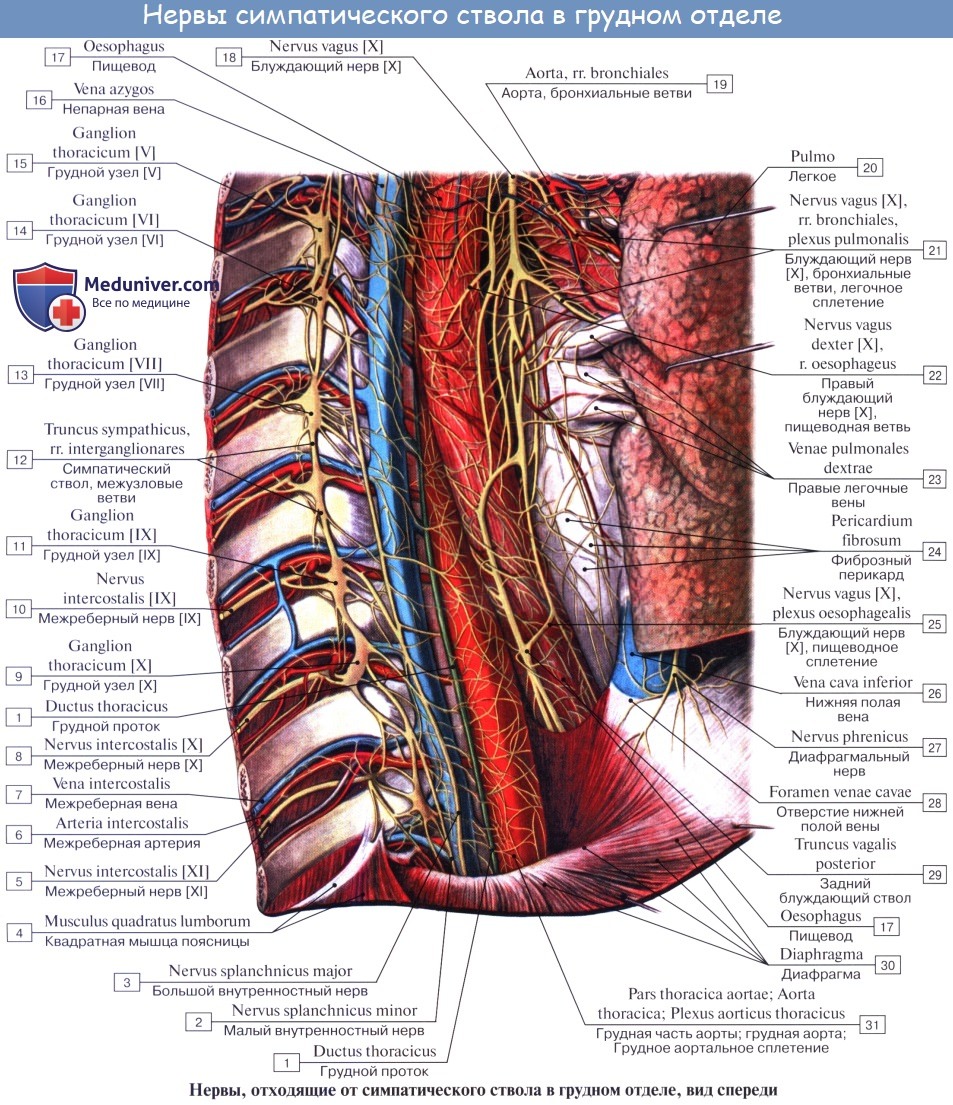 Анатомия: Cимпатическая нервная система