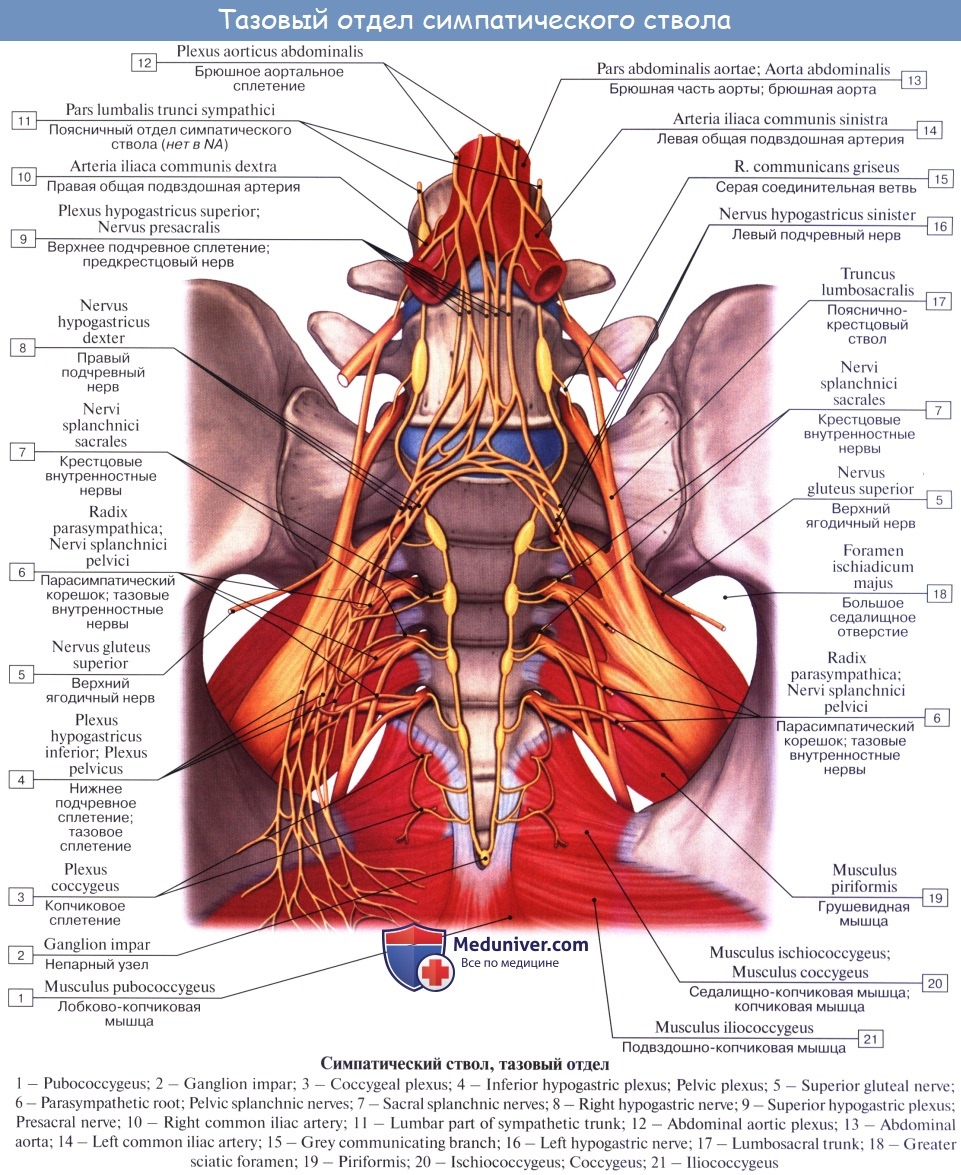 Нервные узлы и нервные стволы. Нервные сплетения таза анатомия. Непарный узел симпатического ствола. Узлы симпатического ствола анатомия. Поясничный и крестцовый отделы симпатического ствола.