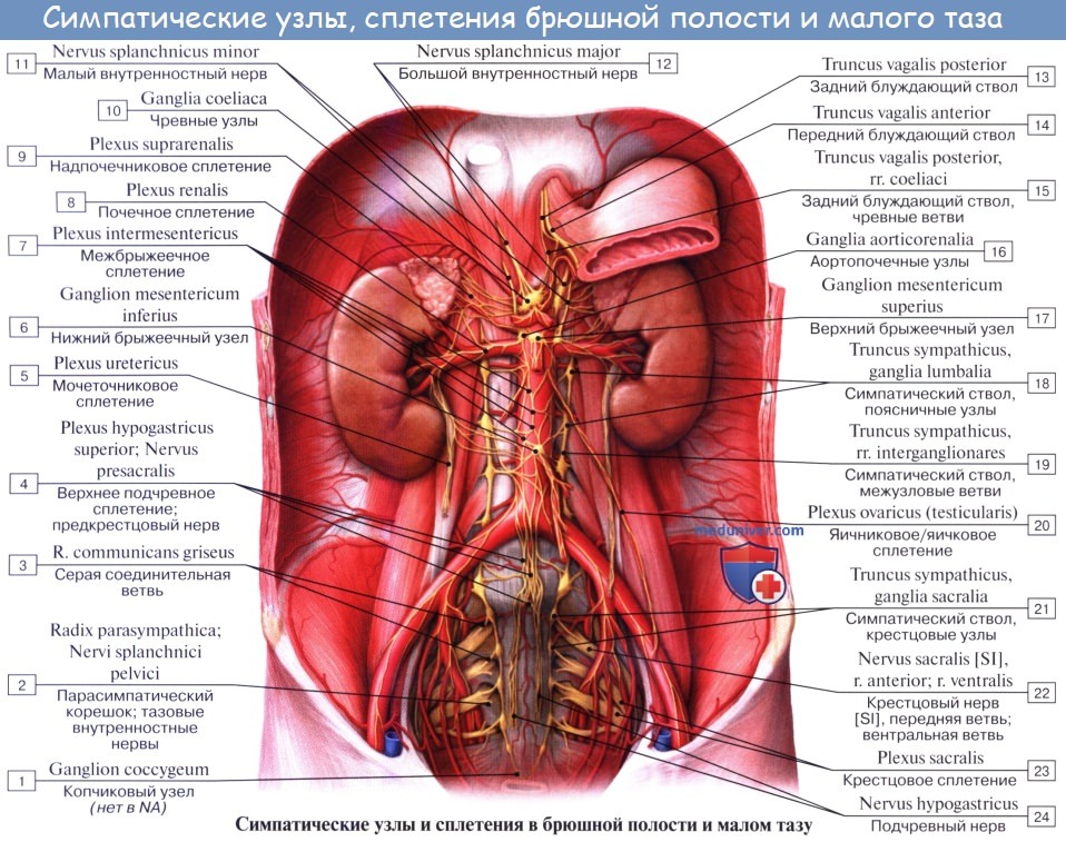 Анатомия: Cимпатическая нервная система