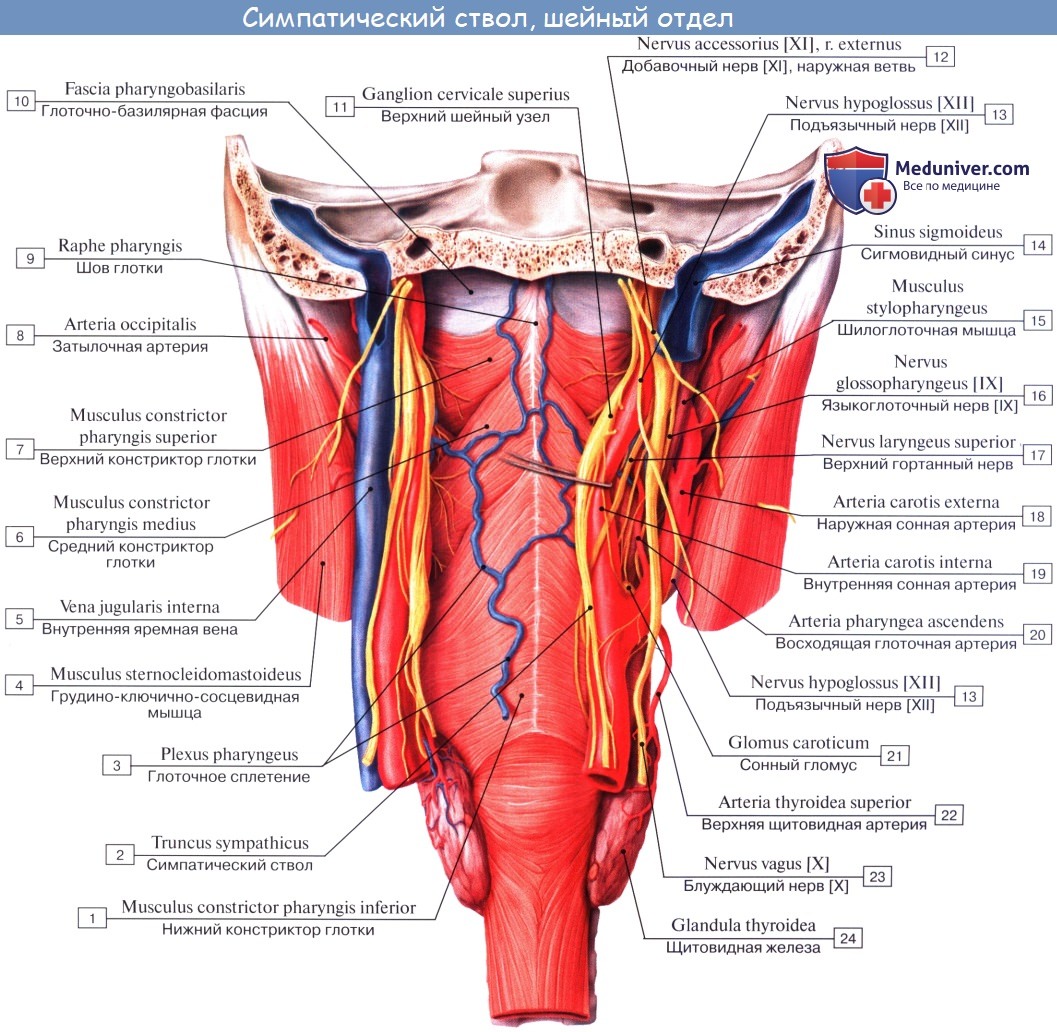 Развитие щитовидной железы. Сосуды ( кровоснабжение ) щитовидной железы. Нервы ( иннервация ) щитовидной железы.