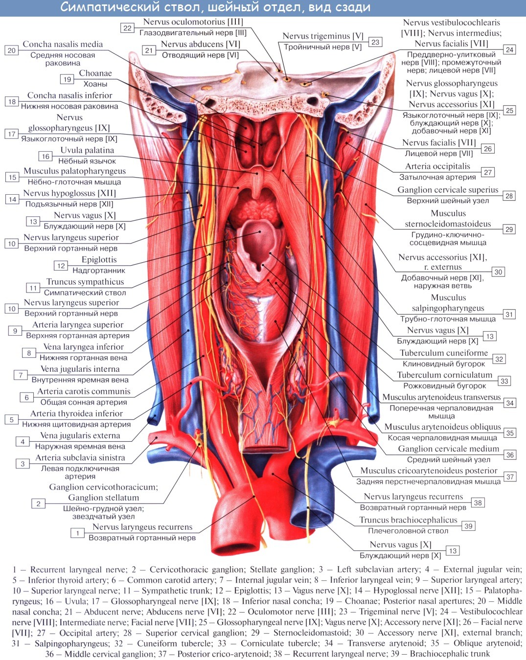 Нерв глотки. Глотка функции строение кровоснабжение иннервация. Анатомия сосудов глотки. Щитовидная артерия анатомия. Анатомия гортани кровоснабжение и иннервация.