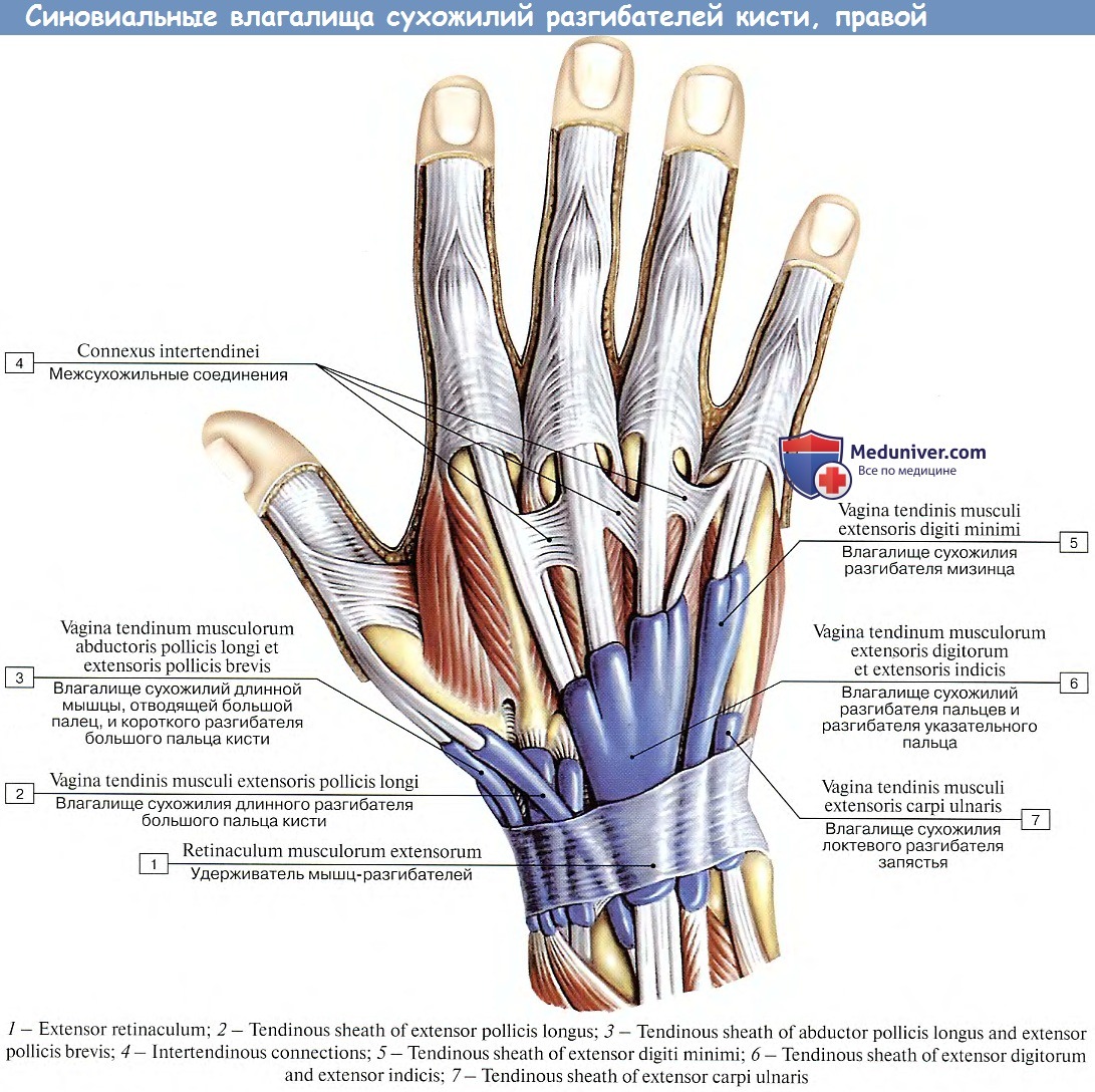Сухожилия разгибателей пальцев кисти анатомия