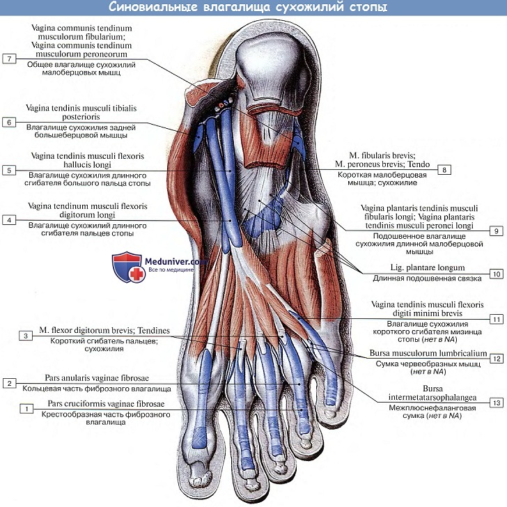 Анатомия: Синовиальные влагалища сухожилий стопы