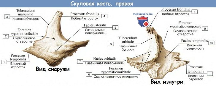 Анатомия: Скуловая кость.