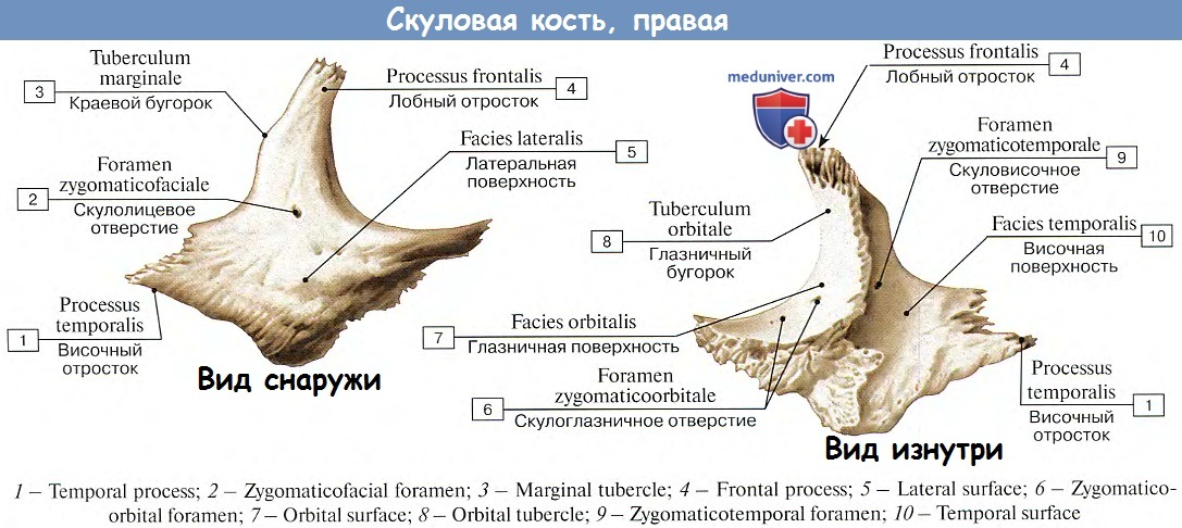 Анатомия скуловой кости. Отростки скуловой кости анатомия. Скуловая кость вид снаружи. Скуловая кость анатомия человека. Сошник кость черепа анатомия.