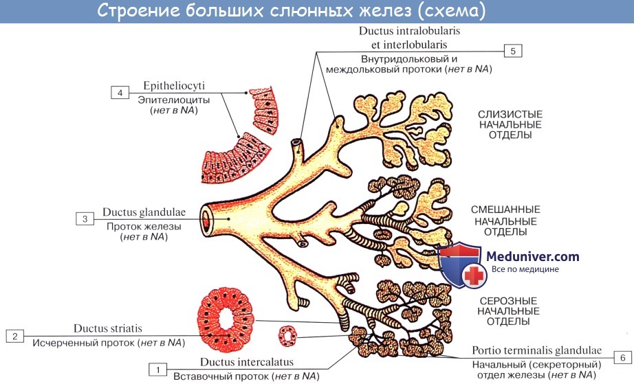 Анатомия : Железы полости рта. Околоушная слюная железа. Поднижнечелюстная слюная железа. Подъязычная слюная железа