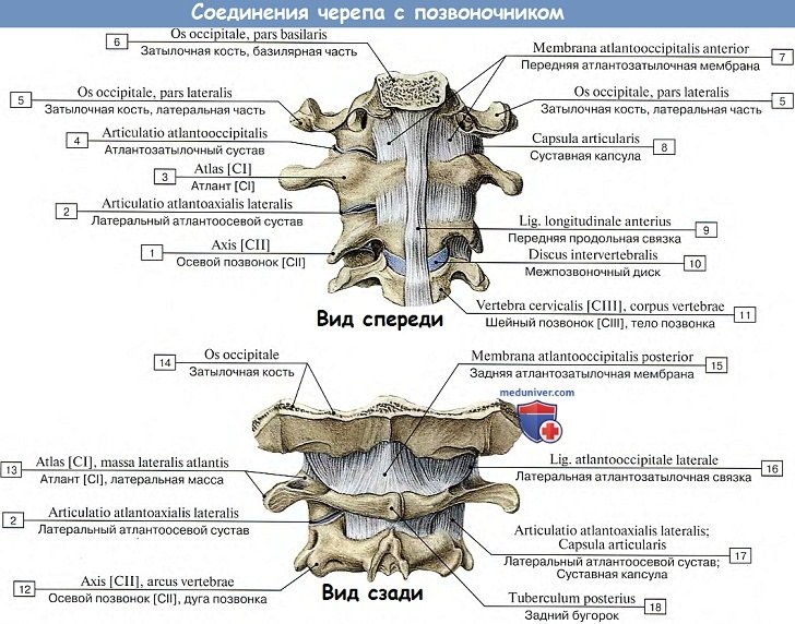 Анатомия: Соединения черепа с позвоночником