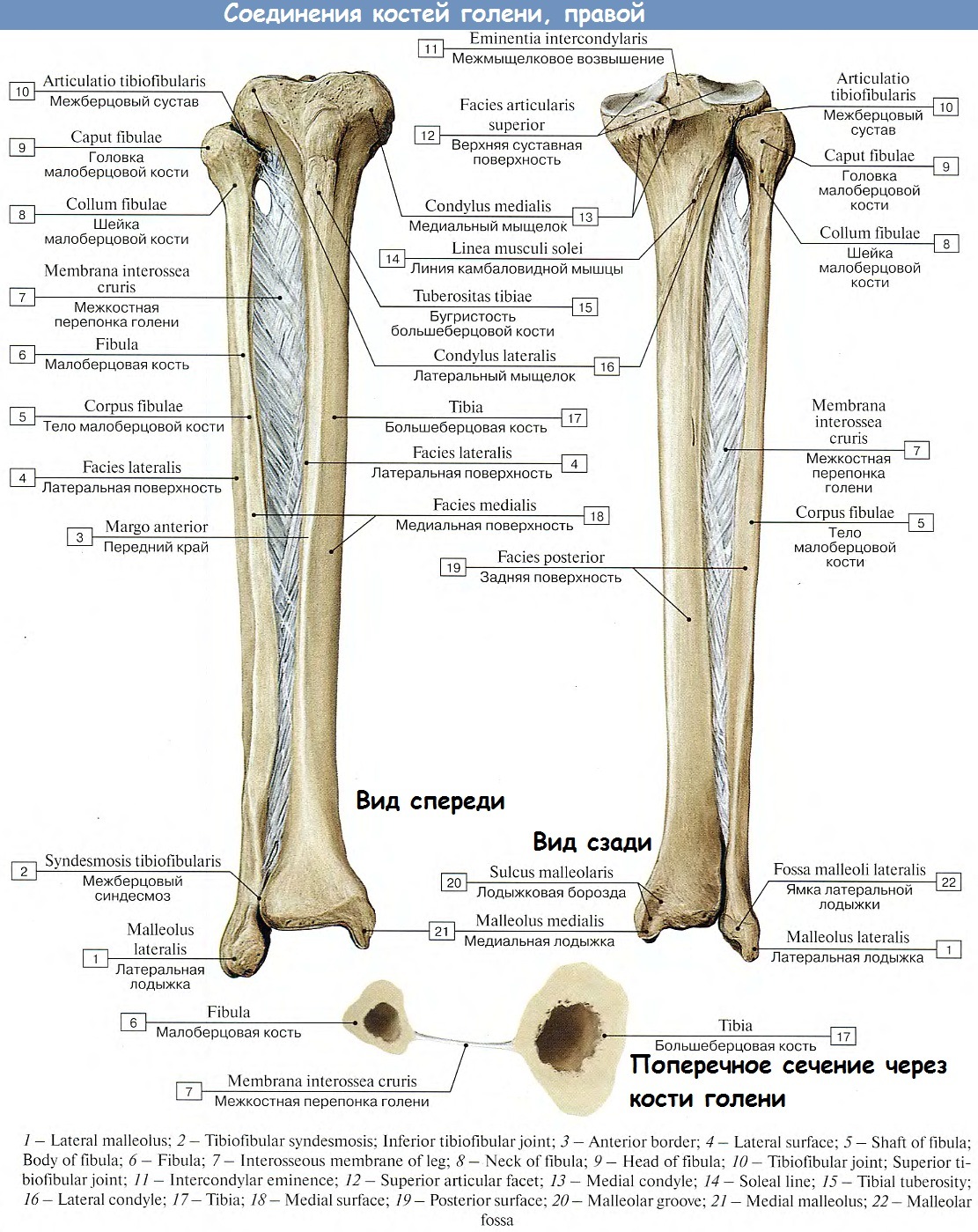 Кости голени соединения. Большая и малая берцовая кость анатомия. Строение большой и малой берцовой кости. Большеберцовая кость и малоберцовая кость строение. Кости голени строение на латыни.