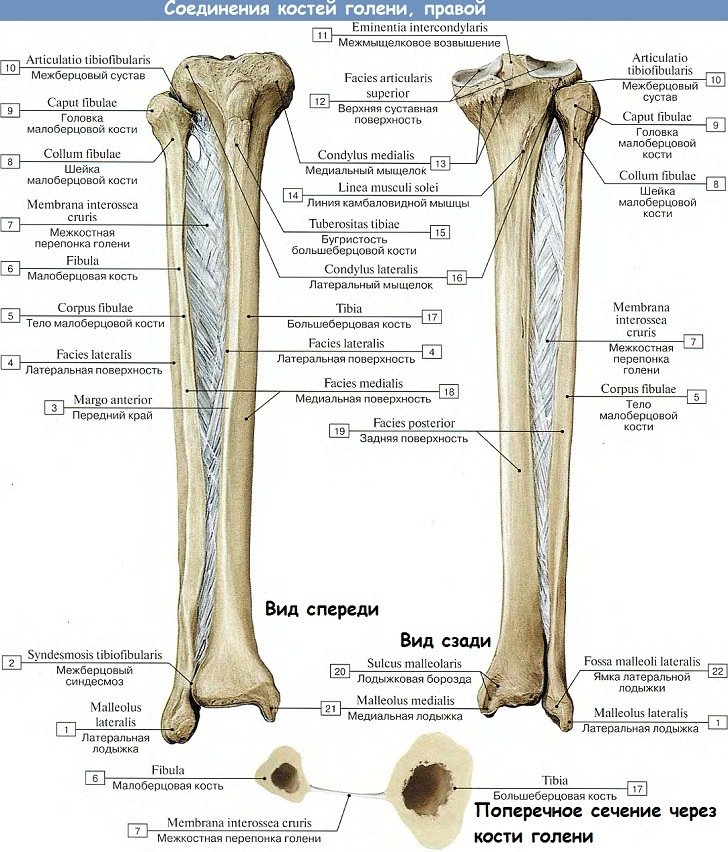 Анатомия: Соединения костей голени между собой