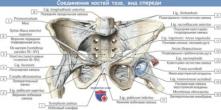 Анатомия: Соединения костей таза, вид спереди