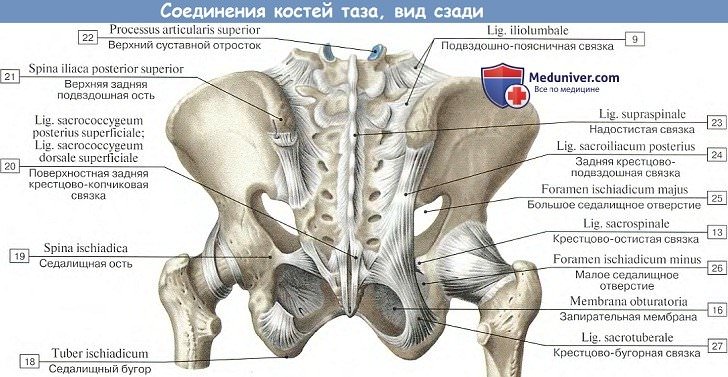 Анатомия: Соединения костей таза, вид сзади