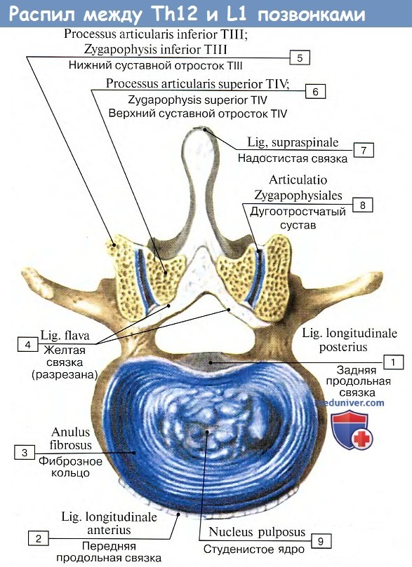 Анатомия: Соединения между позвонками T12 и L1