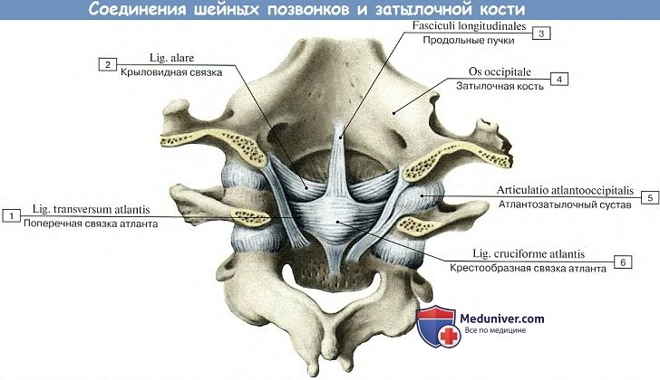 Анатомия: Соединения шейных позвонков и затылочной кости