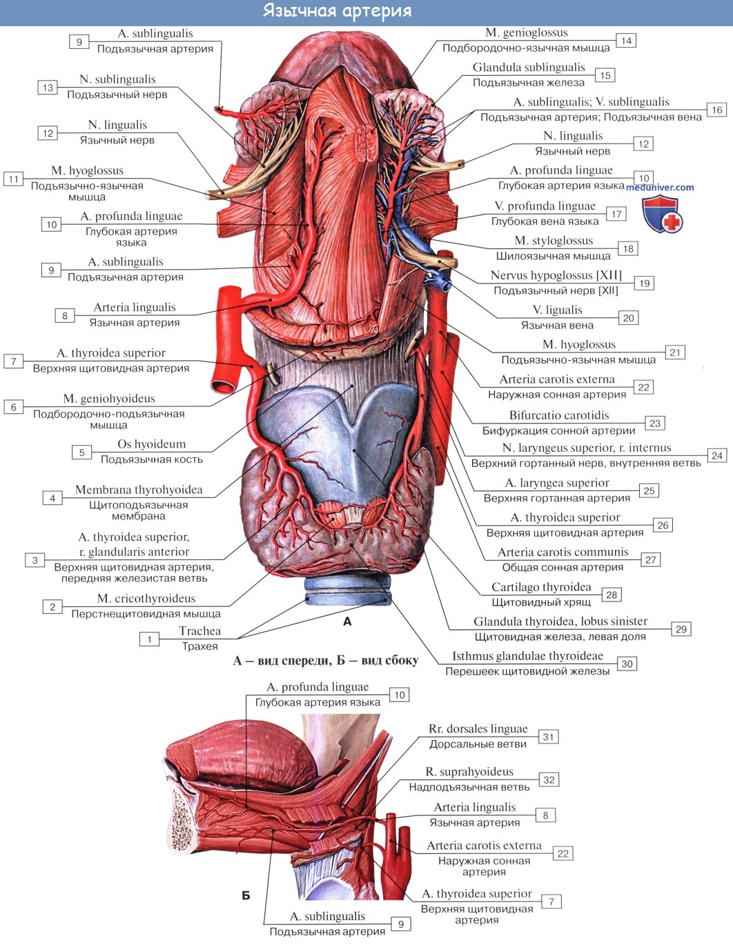 Анатомия: Наружная сонная артерия, a. carotis externa. Передняя группа ветвей наружной сонной артерии. Треугольник Пирогова