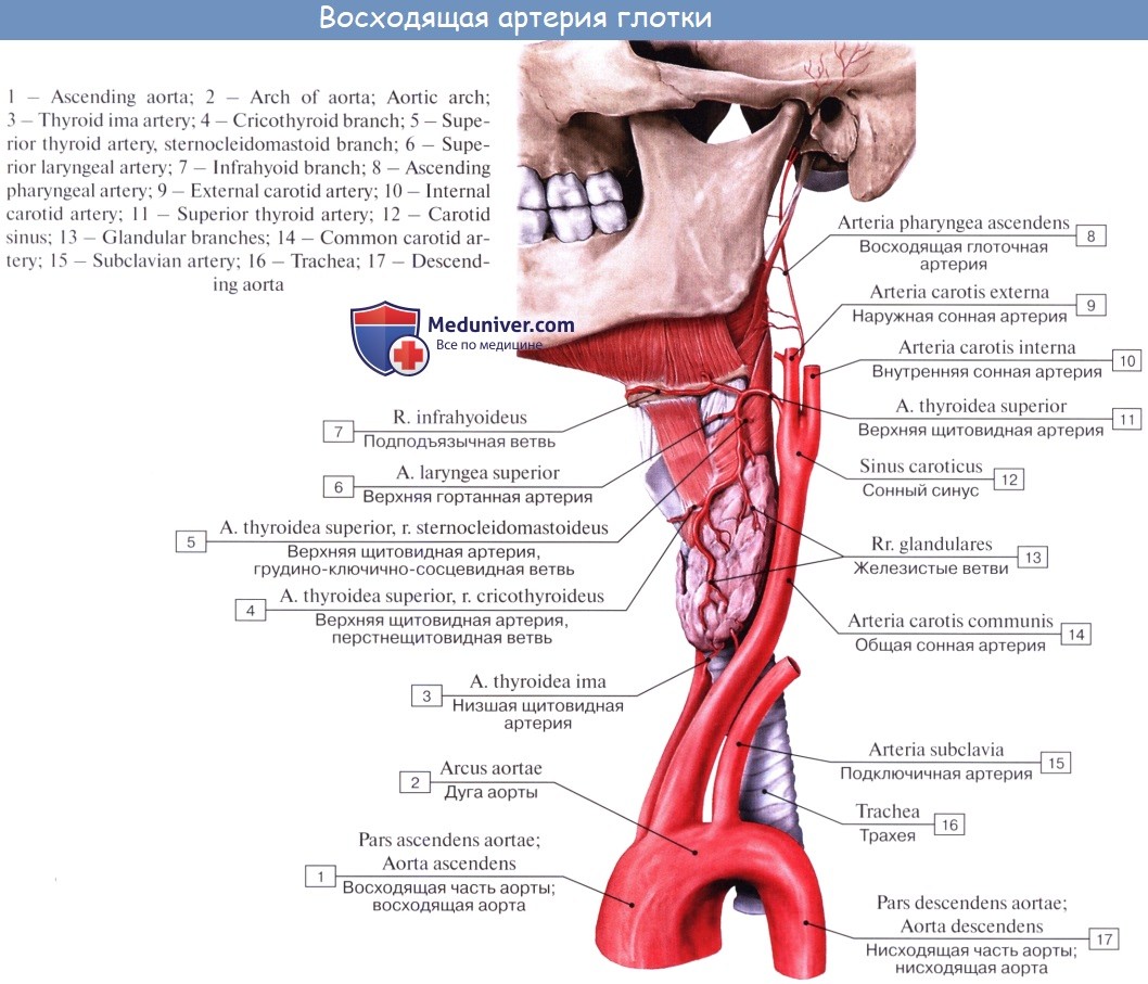 Нерв глотки. Ветви верхней щитовидной артерии. Наружная и внутренняя Сонная артерия анатомия. Верхняя щитовидная артерия ветви схема. Кровоснабжение: восходящая глоточная артерия.