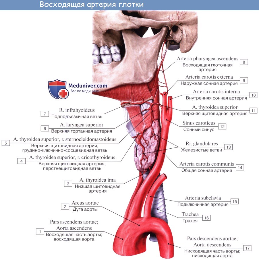 Анатомия: Средняя группа ветвей наружной сонной артерии : восходящая глоточная артерия, поверхностная височная артерия, верхнечелюстная артерия