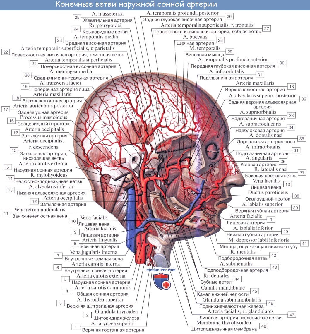 Анатомия: Задняя группа ветвей наружной сонной артерии: затылочная артерия, задняя ушная артерия, грудинно-ключично-сосцевидная артерия