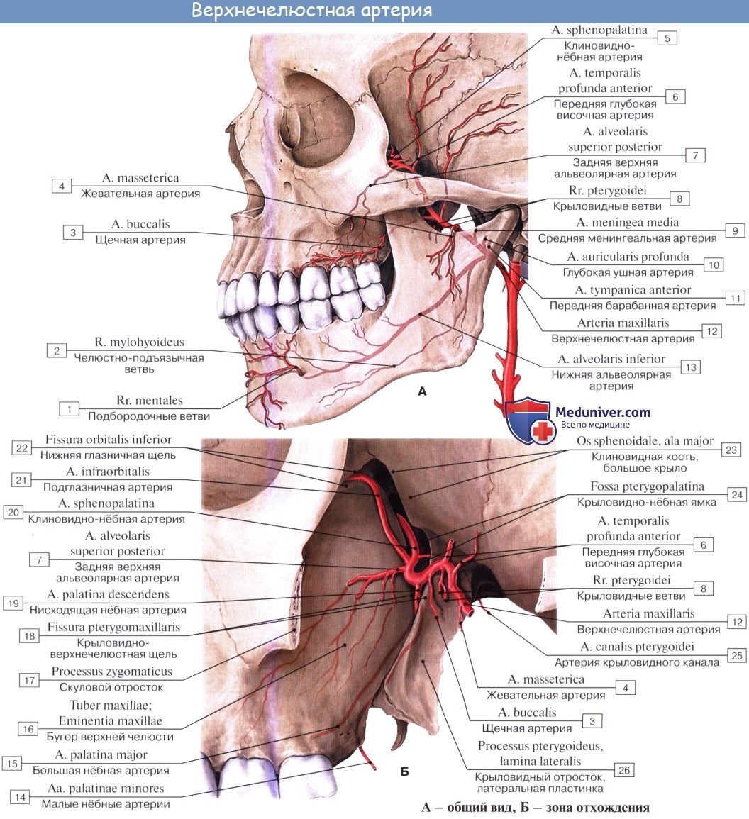Анатомия: Ветви верхнечелюстной артерии. Отрезки верхнечелюстной артерии (a. maxillaris)