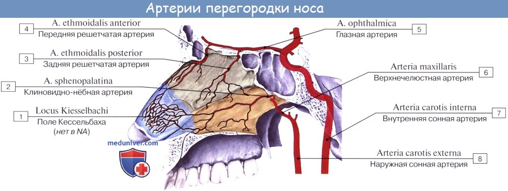 Анатомия: Ветви верхнечелюстной артерии. Отрезки верхнечелюстной артерии (a. maxillaris)