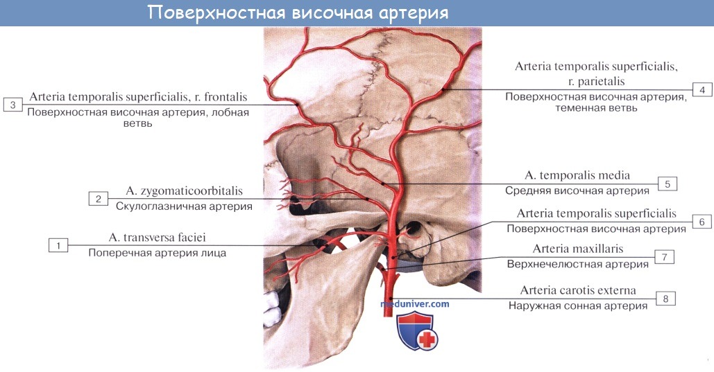 Анатомия: Средняя группа ветвей наружной сонной артерии : восходящая глоточная артерия, поверхностная височная артерия, верхнечелюстная артерия