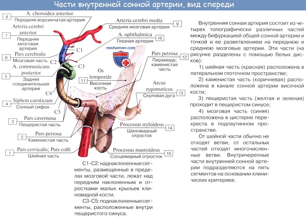 Анатомия: Внутренняя сонная артерия. A. carotis interna
