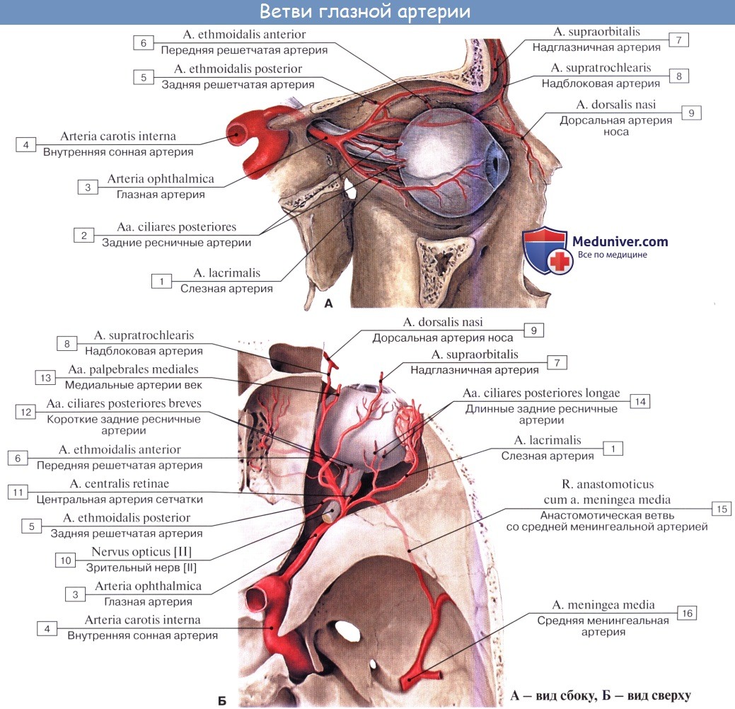 Анатомия: Ветви внутренней сонной артерии (a. carotis internae)