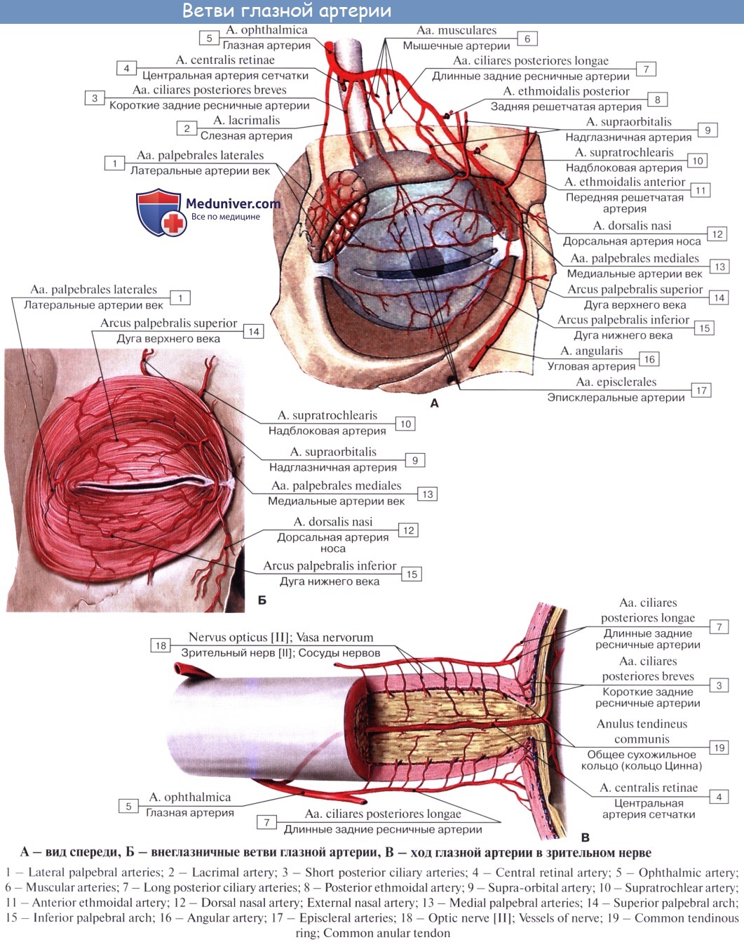 Статья артерия жизни по дну чего. Конечные ветви глазной артерии. Надблоковая артерия, Вена, нерв. Кровоснабжение глазницы схема. Надглазничная артерия анатомия.