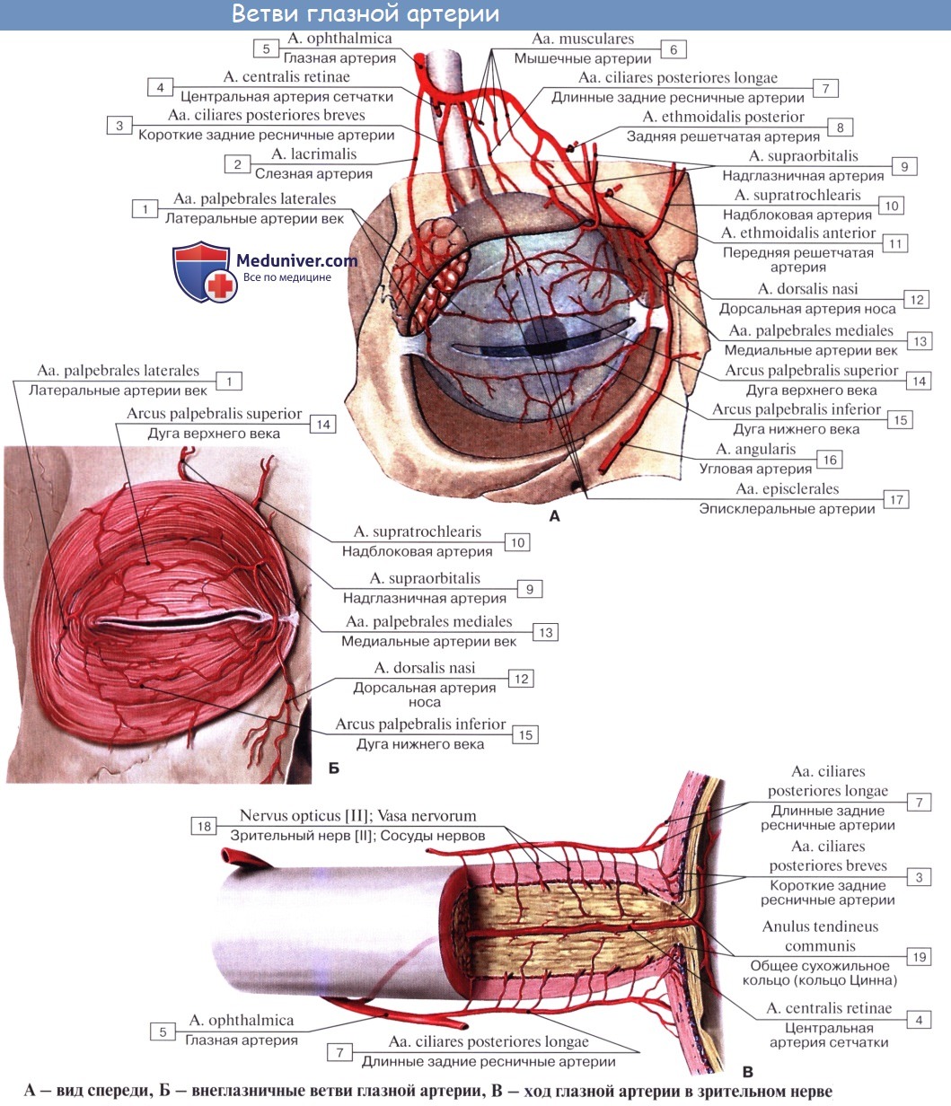 Анатомия: Ветви внутренней сонной артерии (a. carotis internae)