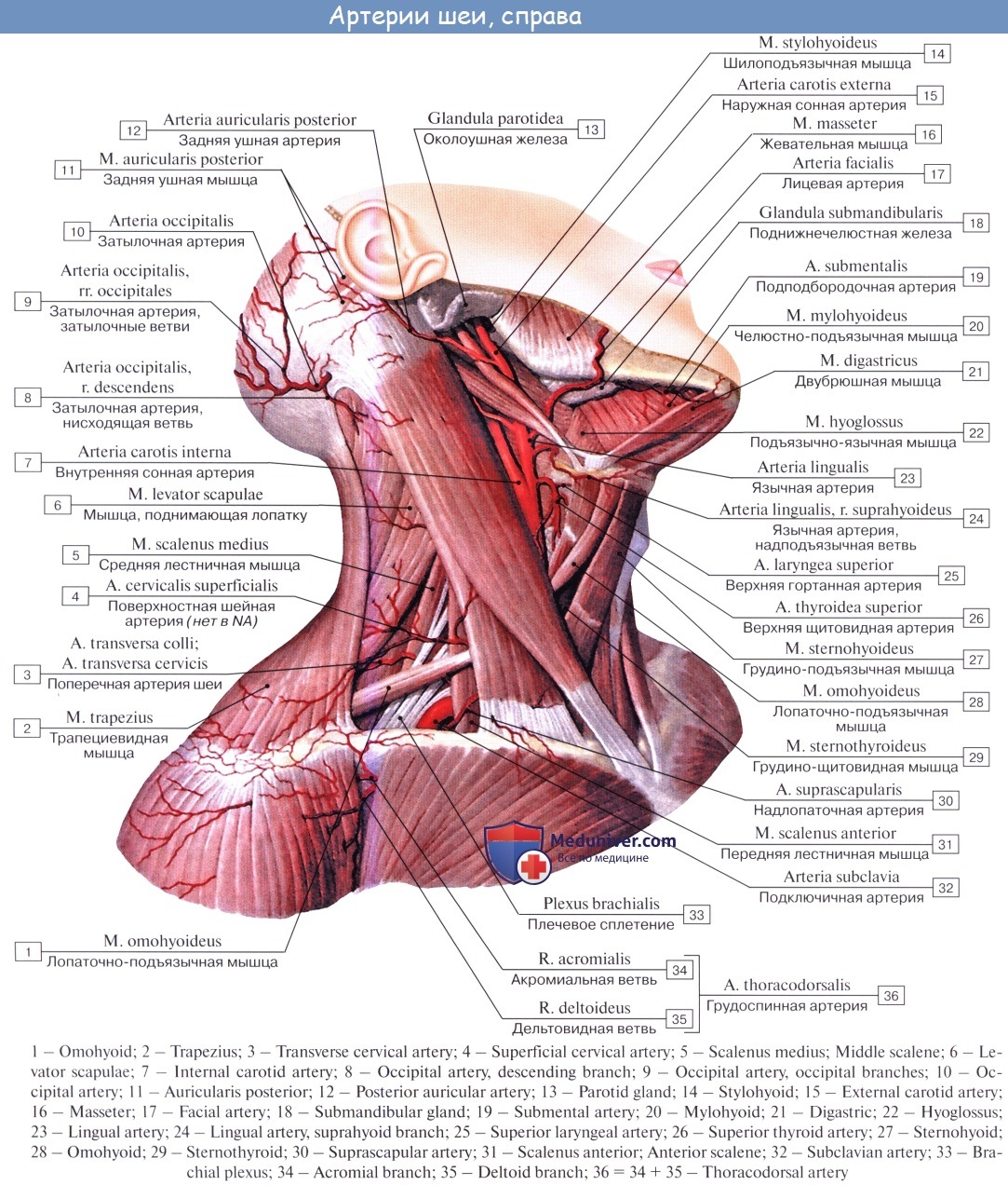 Внутреннее строение шеи. Мышцы шеи анатомия Синельников. Мышцы шеи вид спереди Синельников. Глубокие мышцы шеи сбоку анатомия. Глубокие мышцы шеи анатомия атлас.