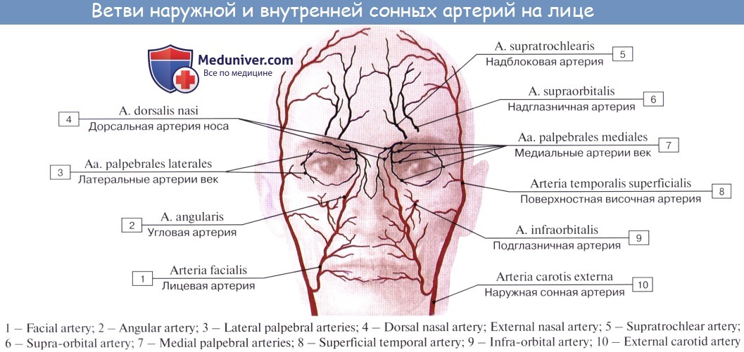 Анатомия: Общая сонная артерия