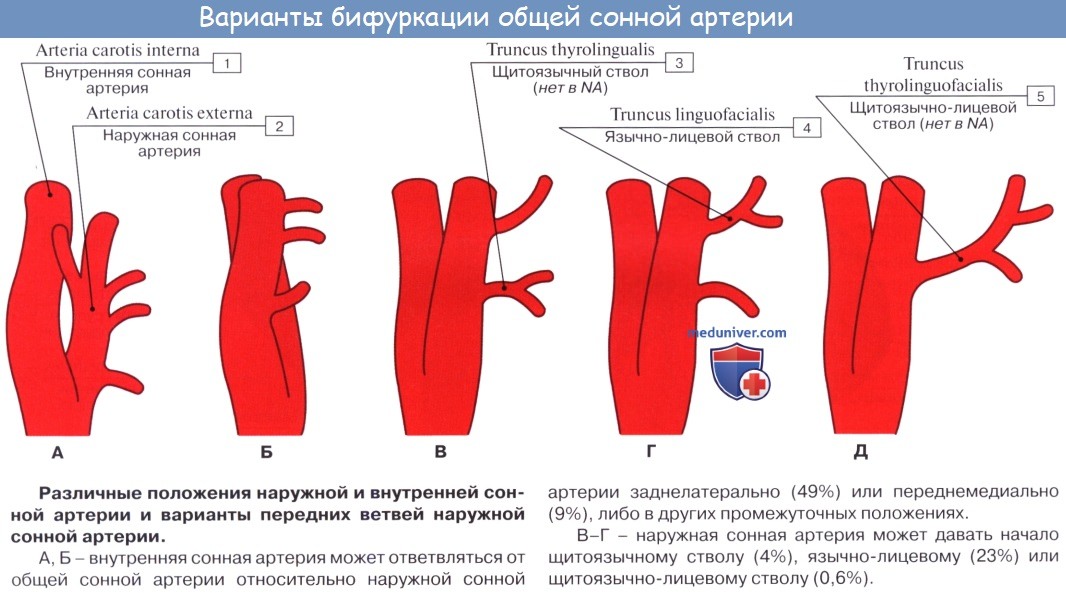 Анатомия: Общая сонная артерия