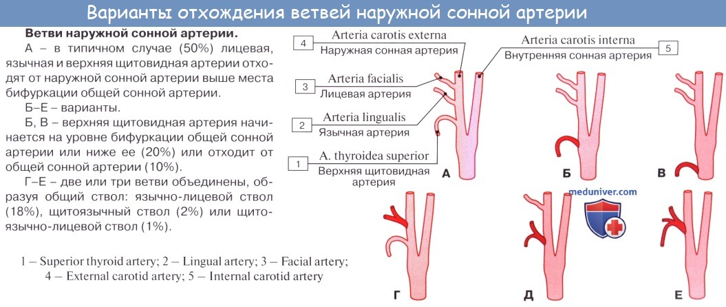 Анатомия: Наружная сонная артерия, a. carotis externa. Передняя группа ветвей наружной сонной артерии. Треугольник Пирогова