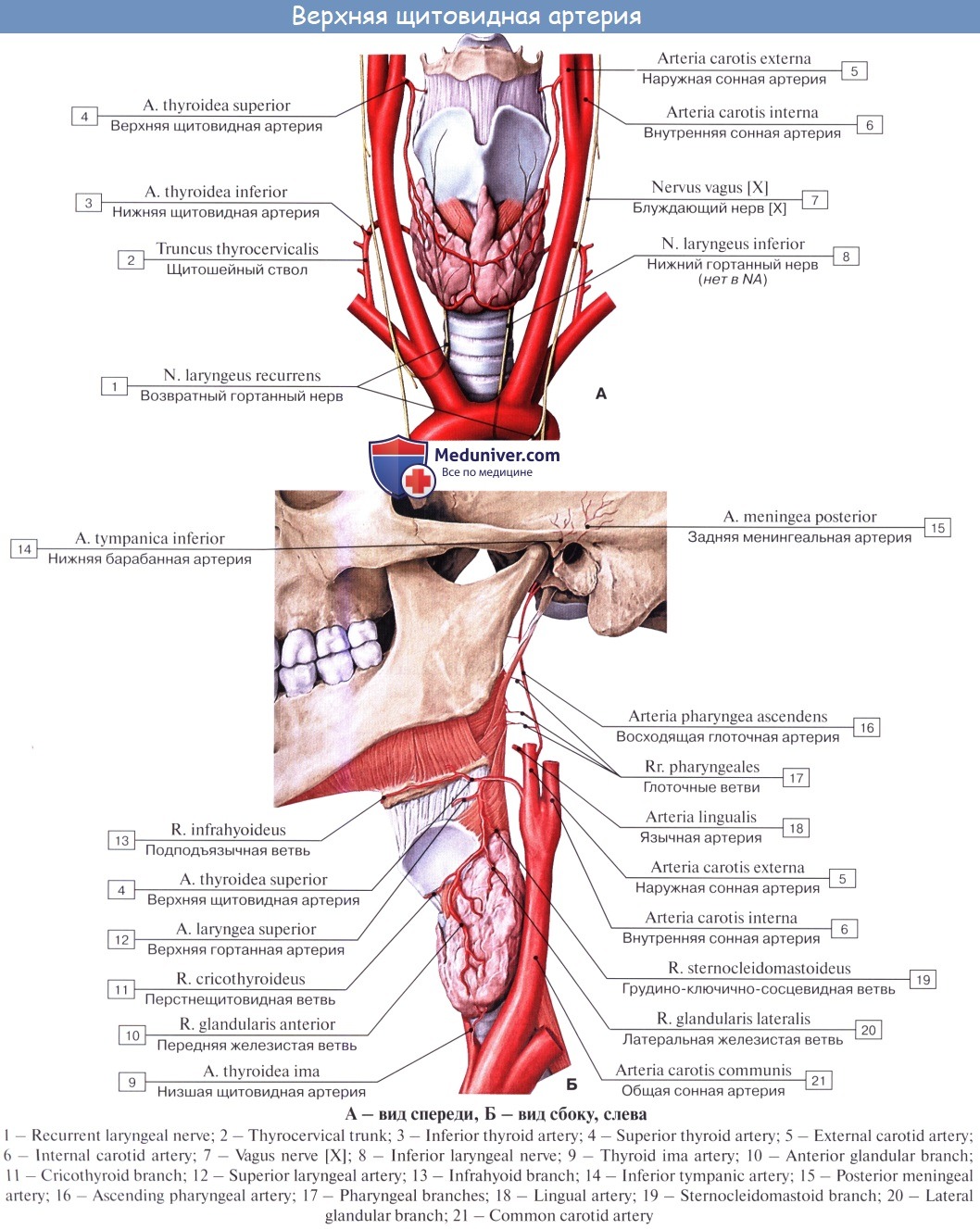 Нерв глотки. A. thyroidea Superior верхняя щитовидная артерия. Верхняя щитовидная и язычная артерия. Возвратный гортанный нерв топография анатомия. Язычная артерия в треугольнике Пирогова.