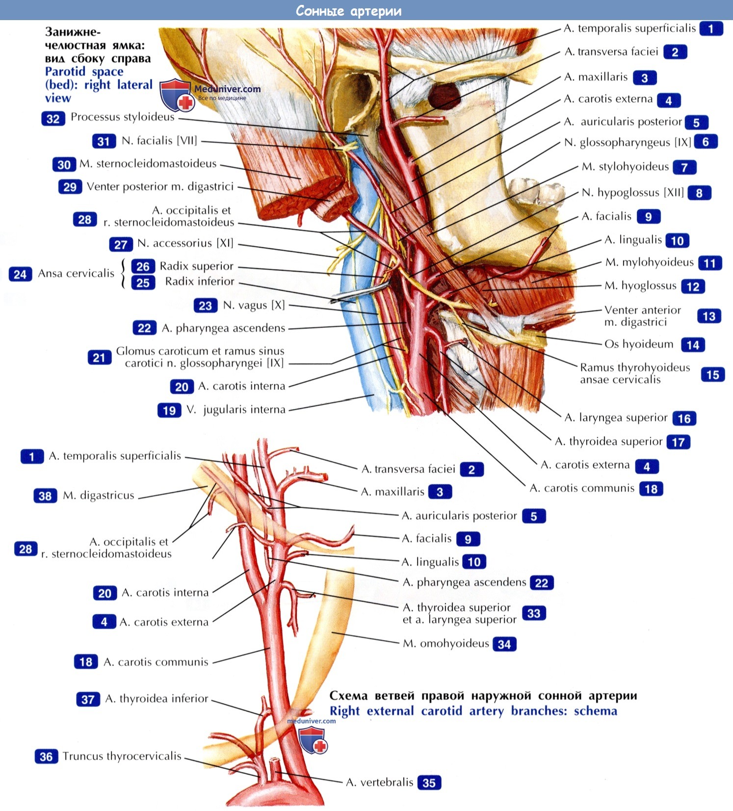 Сонные артерии - по атласу анатомии