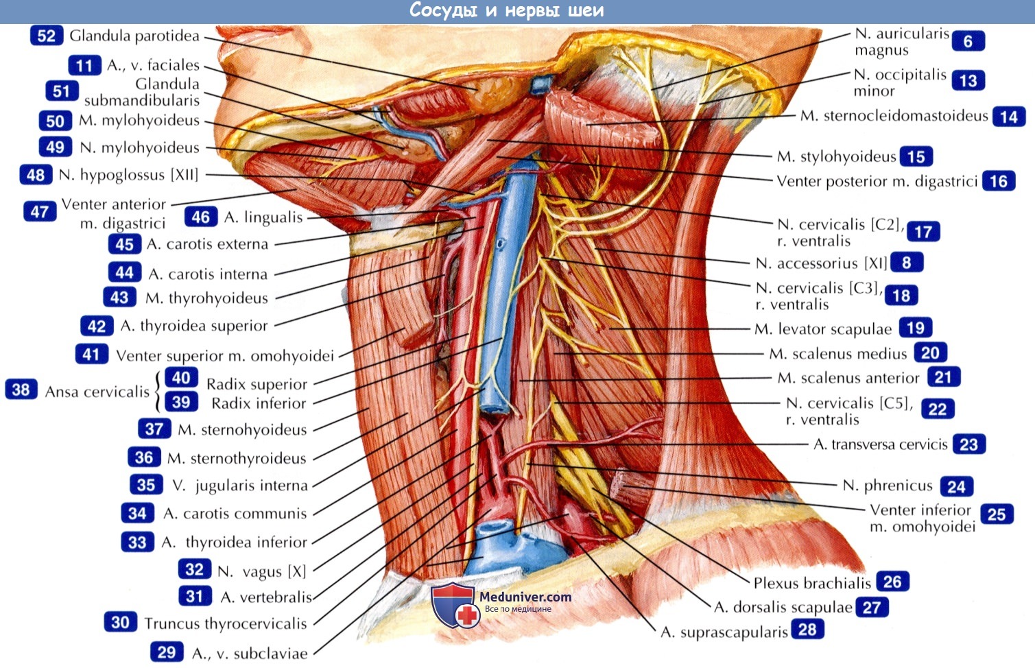 Сосуды и нервы шеи - по атласу анатомии