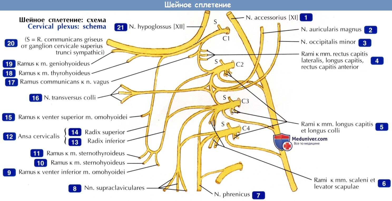 Сосуды и нервы шеи - по атласу анатомии