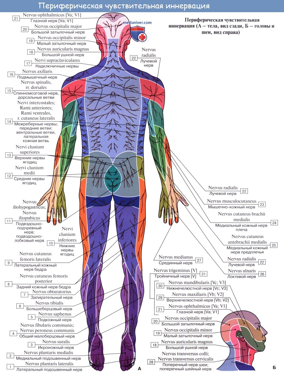 Анатомия: Переферическая нервная система. Аномальные или соматические нервы. Спинномозговые нервы, nn. spinales
