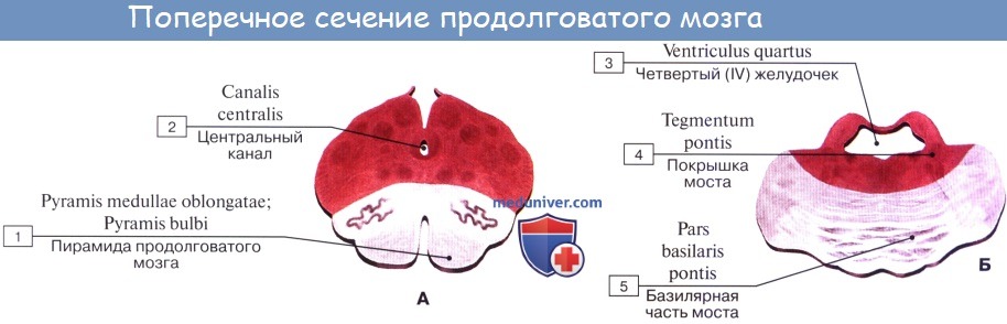 Анатомия: Ромбовидный мозг. Продолговатый мозг, myelencephalon, medulla oblongata