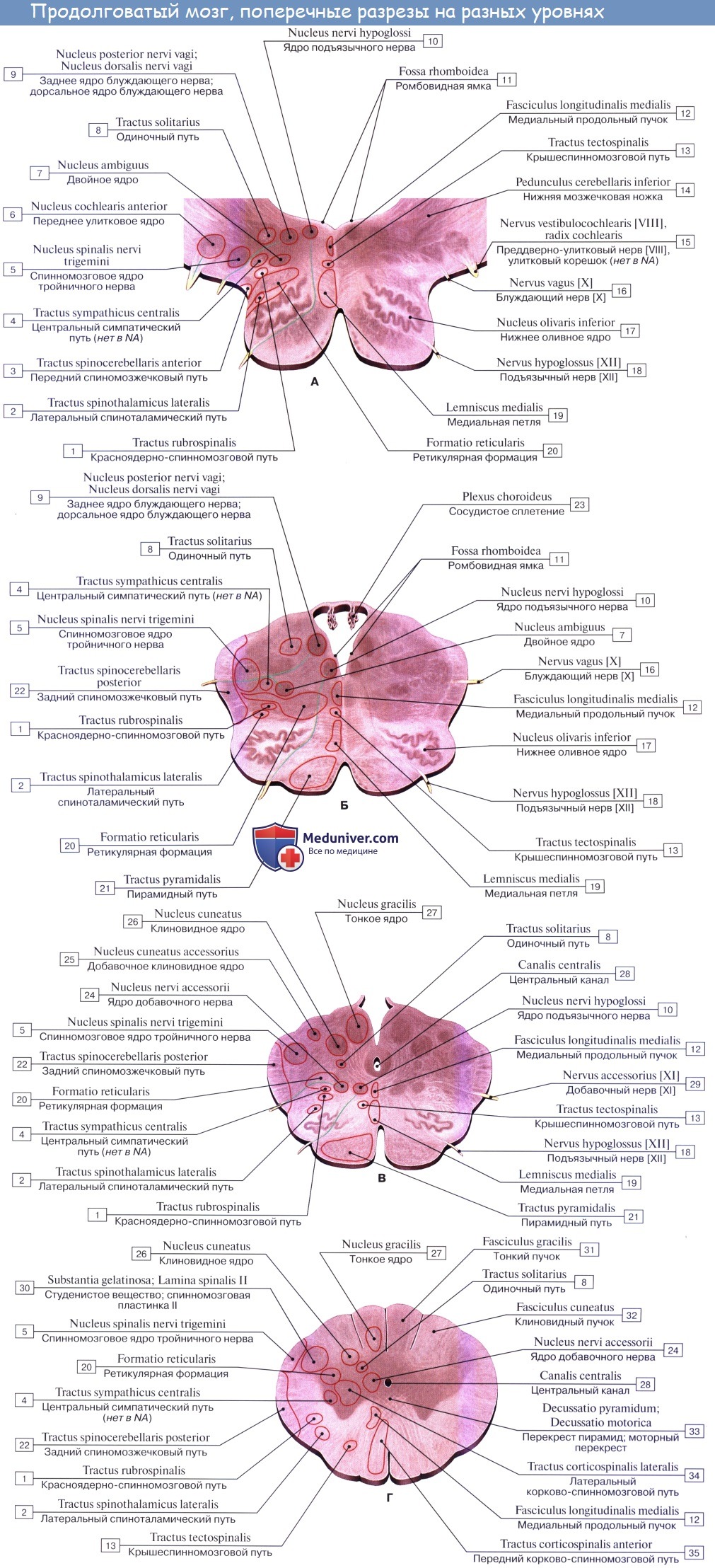 Анатомия: Внутреннее строение продолговатого мозга. Ядра серого вещества: ядро оливы, nucleus olivaris, ретикулярная формация, formatio reticularis
