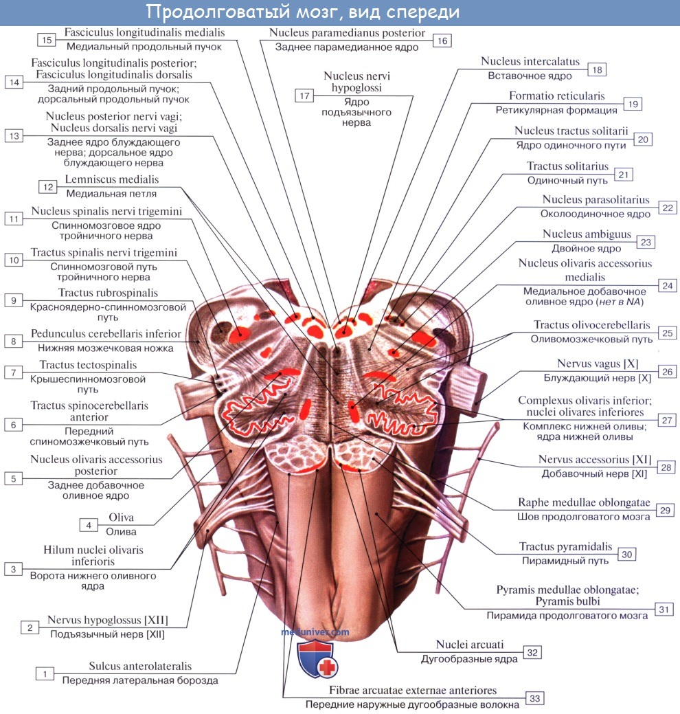 Анатомия: Внутреннее строение продолговатого мозга. Ядра серого вещества: ядро оливы, nucleus olivaris, ретикулярная формация, formatio reticularis