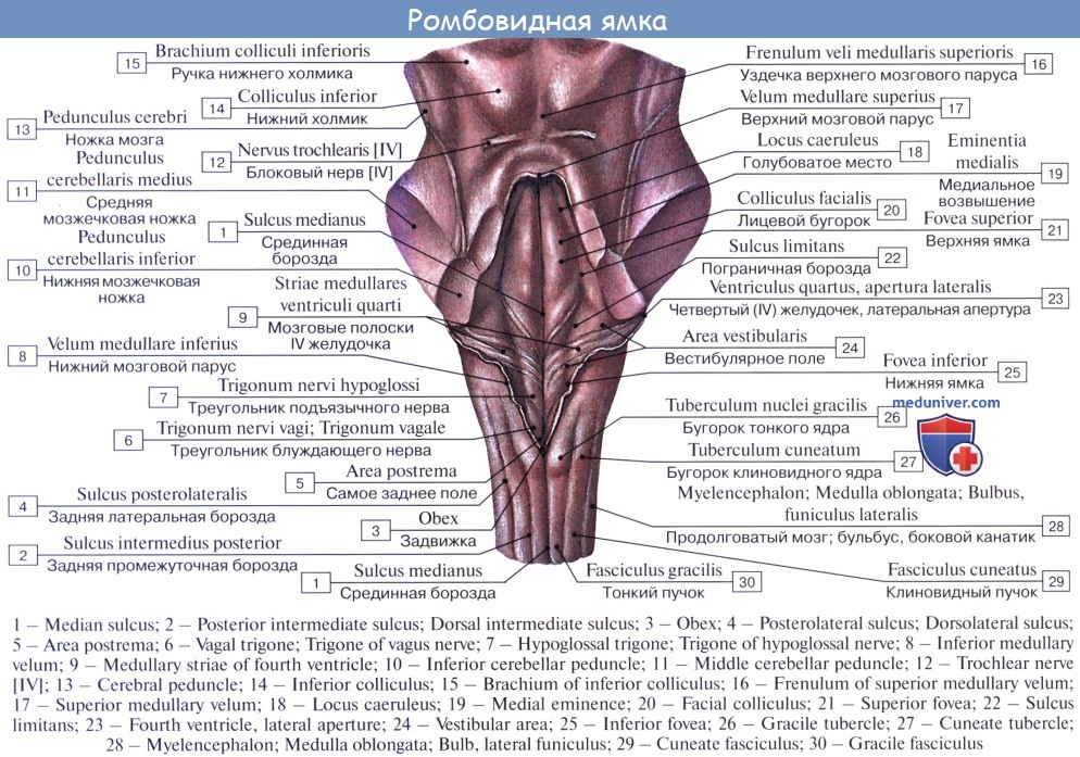 Анатомия: Ромбовидная ямка, fossa rhomboidea. Стенки, топография ромбовидной ямки. Строение ромбовидной ямки