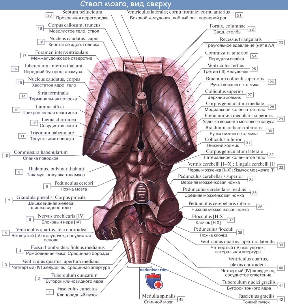 Анатомия: Передний мозг, prosencephalon